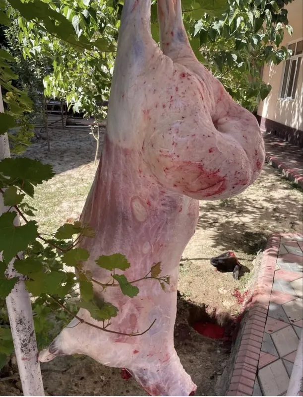 Qassob Xizmati Halol pokiza xoxlagan kg bor Quchqorlar — фото 6