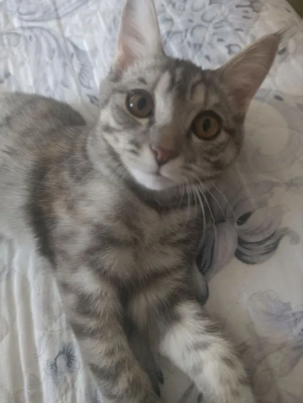 Отдаю добрую и умную кошечку 4 Отдаю добрую и умную кошечку 4