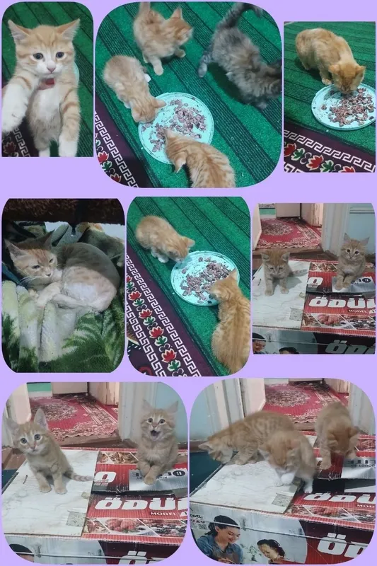 Mushukchalar hadyaga beriladi