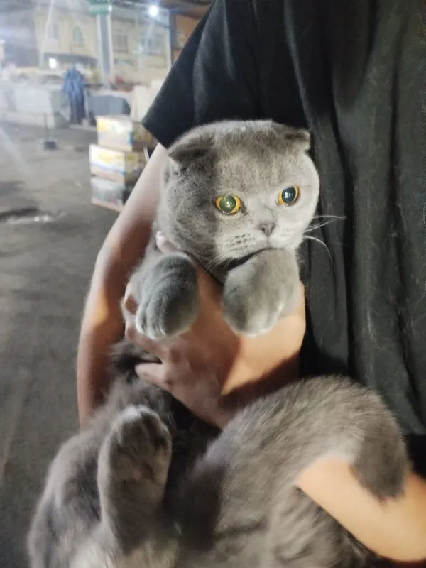Шотландская кошка — фото 1