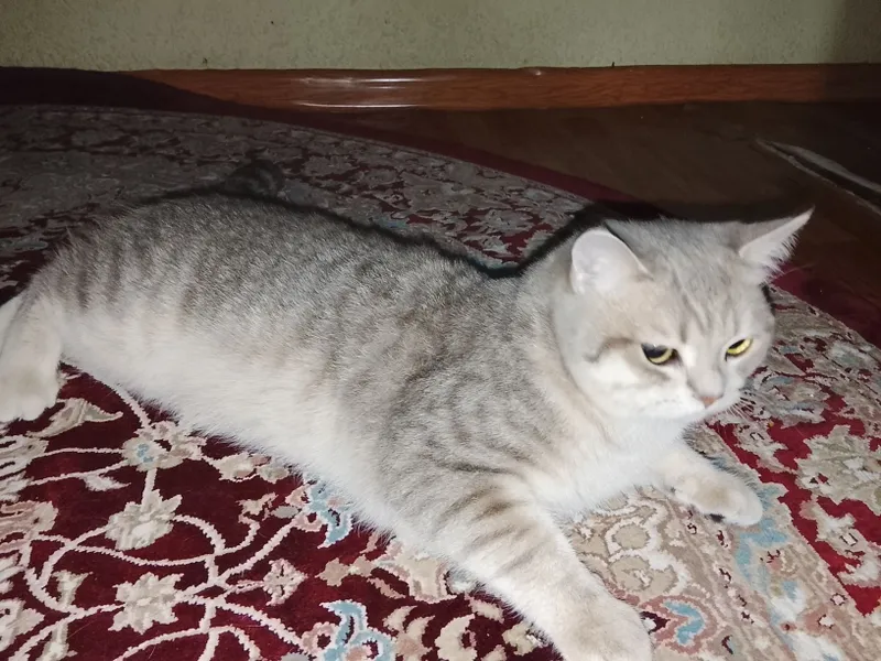 Сеамская кошка а также кот британской 4 Сеамская кошка а также кот британской 4