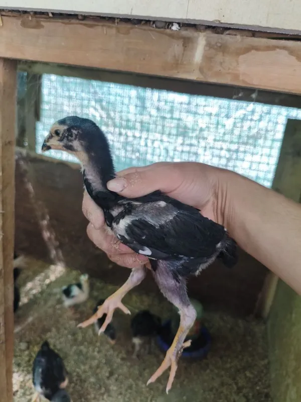 Dakan jojala sotiladi 1 oyli aralash 2 Dakan jojala sotiladi 1 oyli aralash 2