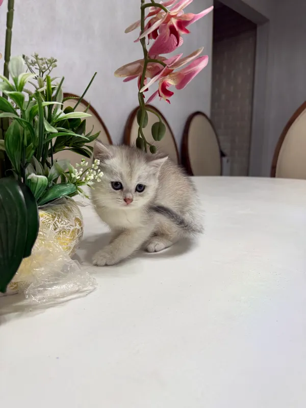 Chinshilla zotli mushukchalar 1