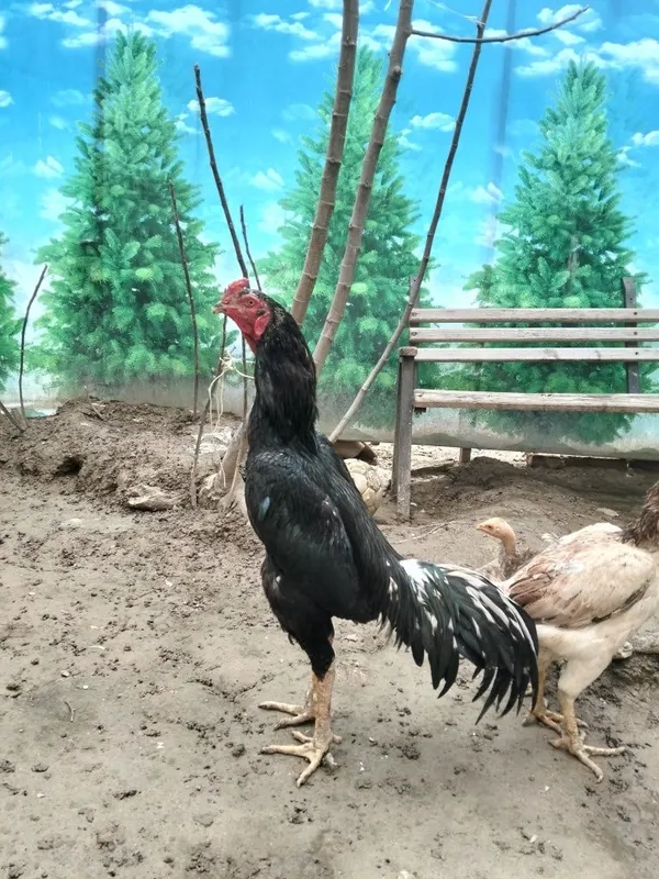 Yahshi urushadgan zotdor xóroz