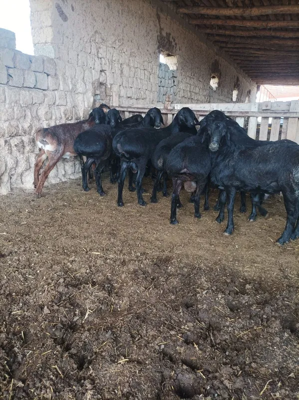 Quchqorla sotiladi semiz qulogʻlari butun