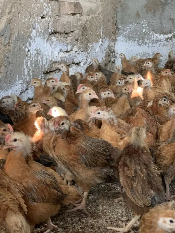 Xan xyap koreya parodasi 1 oylik jo’jalar bor 1 Xan xyap koreya parodasi 1 oylik jo’jalar bor 1