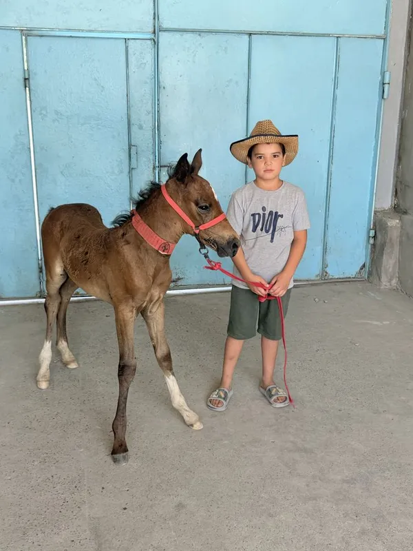 Toy sotladi toshkenda 3