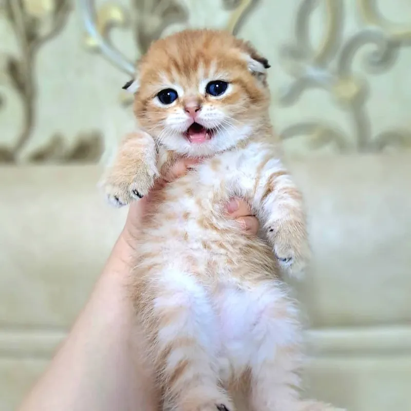 Котёнок от правильной вязки