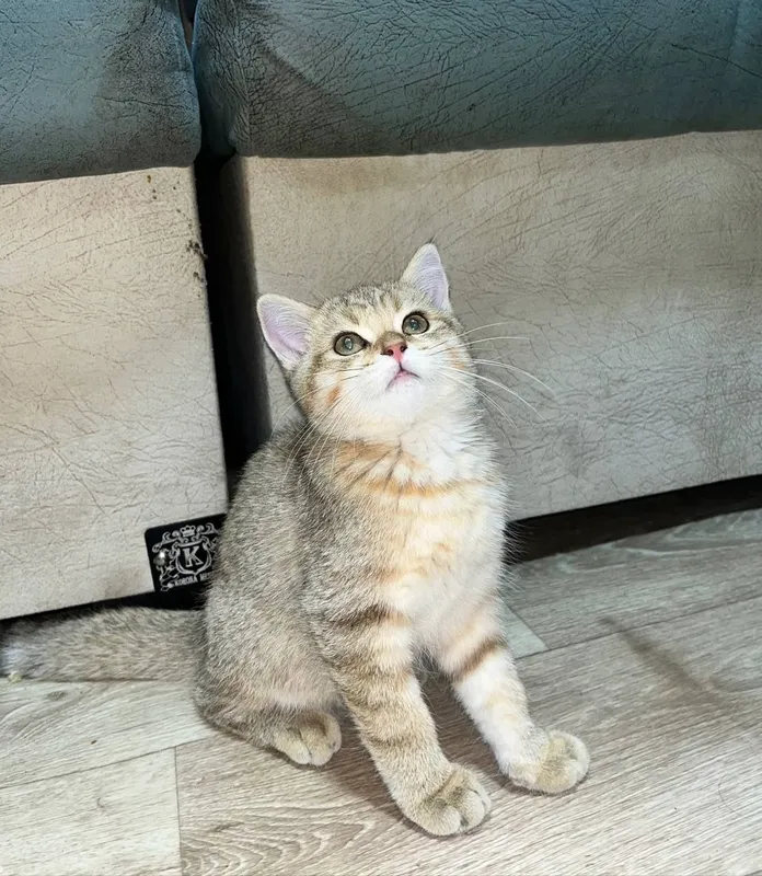 Котёнок.Бритиш фолд и скотиш фолд. 3месяца. 2