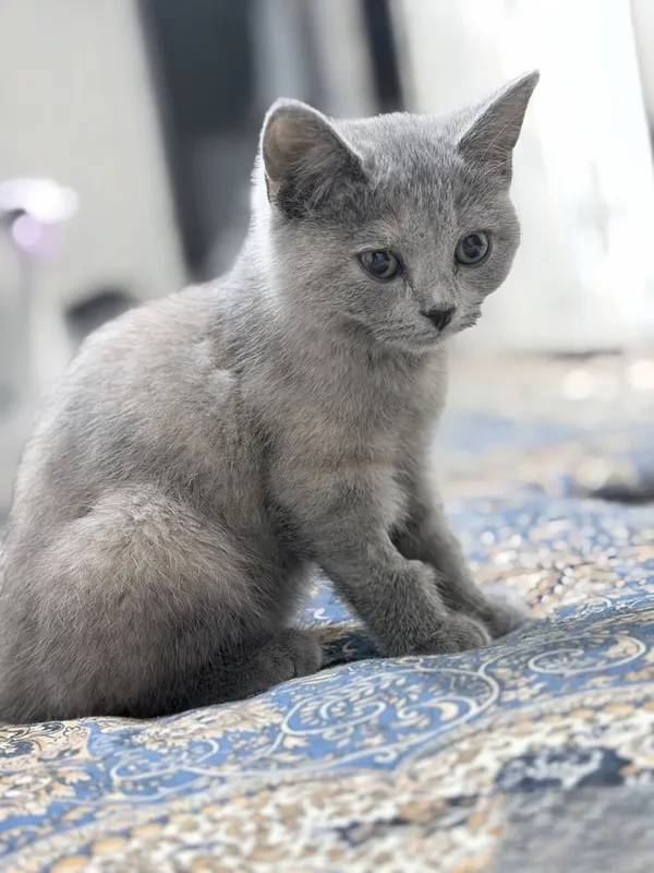 Mushuk sotiladi 3 oylik uyga órgangan narxini kelishamiza 2 Mushuk sotiladi 3 oylik uyga órgangan narxini kelishamiza 2