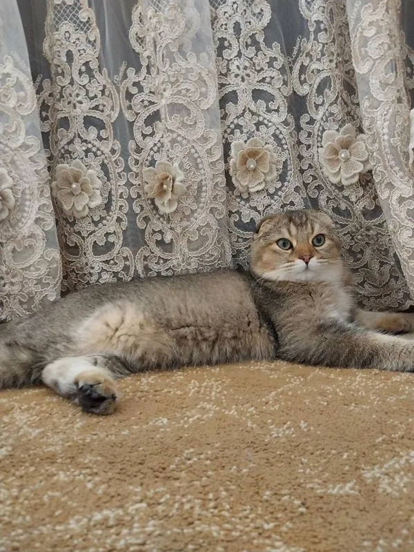 Скотиш фолд кот 1 год 2 Скотиш фолд кот 1 год 2