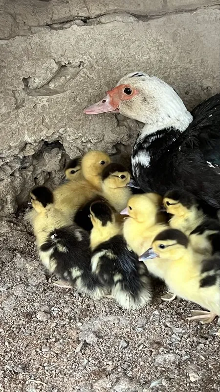 Indutka Indiutka sotladi. — фото 1