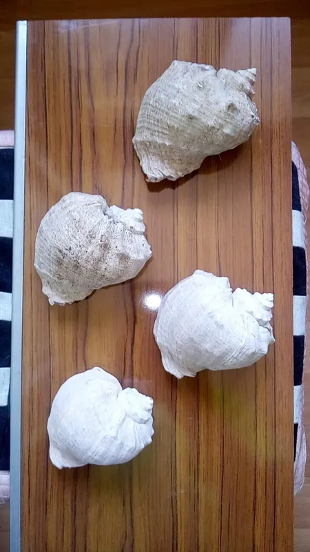 Морские ракушки. — фото 1