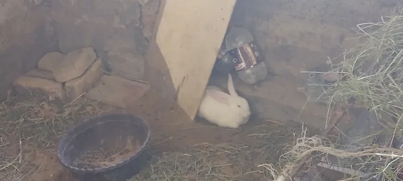 Quyonlar sotiladi kafolati bilan 2