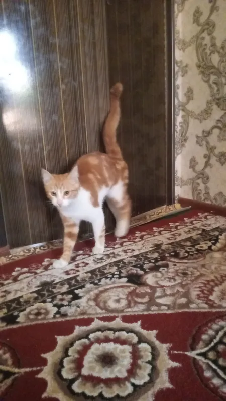 Красивый котёнок 1 Красивый котёнок 1