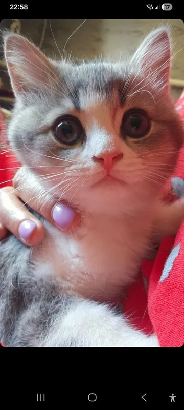 4 oylik qiz parodistiy