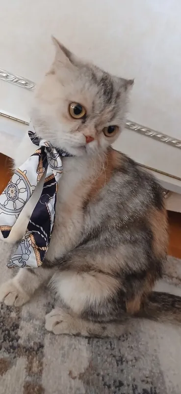 Персидская кошка 1
