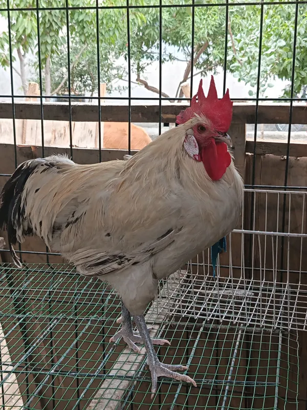 Leghorn xo'roz sotiladi