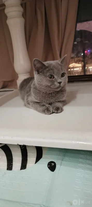 Кошка British Shorthair 1 Кошка British Shorthair 1