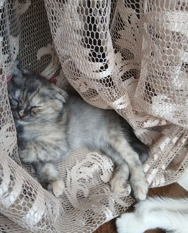 Здоровые котята 3 Здоровые котята 3
