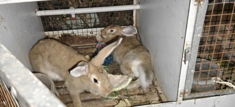 plandr quyonlar narxiga javob olsangiz kelishtirib beraman qafasi bor 1 plandr quyonlar narxiga javob olsangiz kelishtirib beraman qafasi bor 1