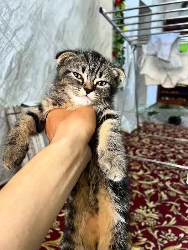 Mushuk кошка