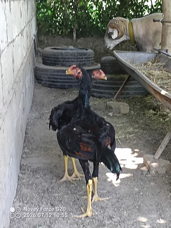 Kulangi jujachala sotladi 4
