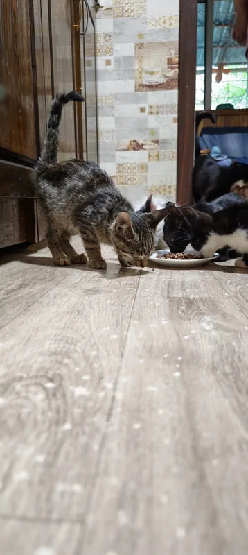 котята 4 котята 4