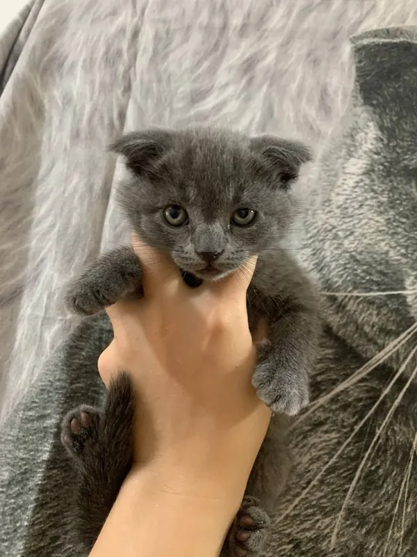 Продаются котята скоттиш фолд и скоттиш страйт — фото 1