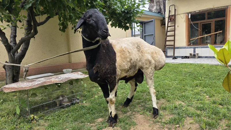 Qurbonlikka qulog'i butun qo'chqor sotiladi — фото 3