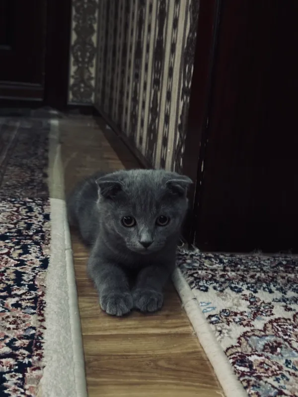 mushuk sotiladi zotdor erkak 3 mushuk sotiladi zotdor erkak 3