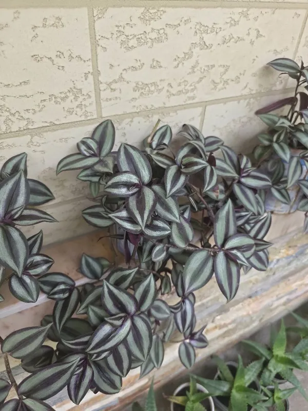 Гуллар традисканция — фото 4