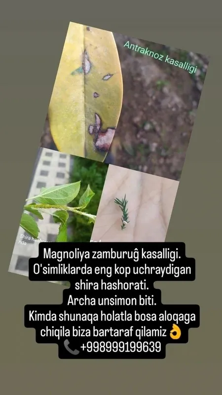 Archa va daraxtlarni davolash — фото 2