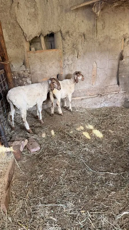 Qazoqi egiz quylar sotiladi 3 Qazoqi egiz quylar sotiladi 3