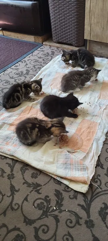 Отдам котят в хорошие руки