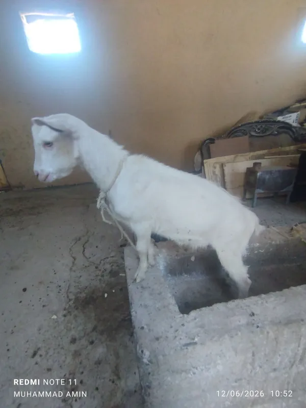 Echki bolasi erkak