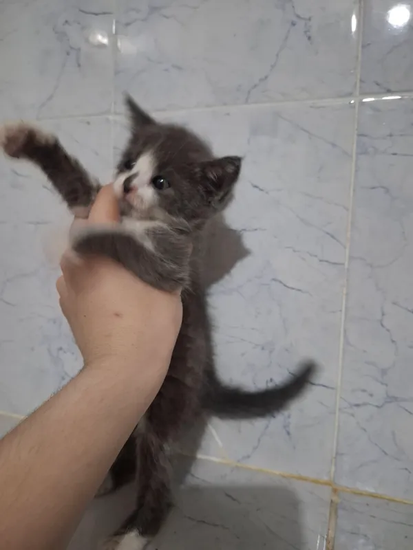 Милые домашние котята (бесплатно) 4 Милые домашние котята (бесплатно) 4