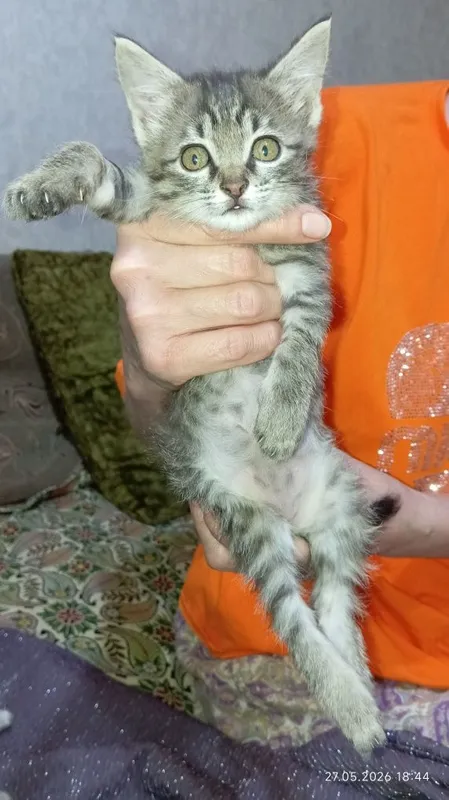 Отдам котенка в добрые руки — фото 1