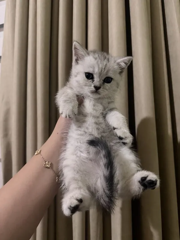 Serebristiy shinshilla mushular sotiladi / серебристый котята сотилади 2