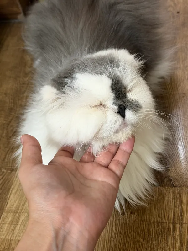 Персидская кошка 8