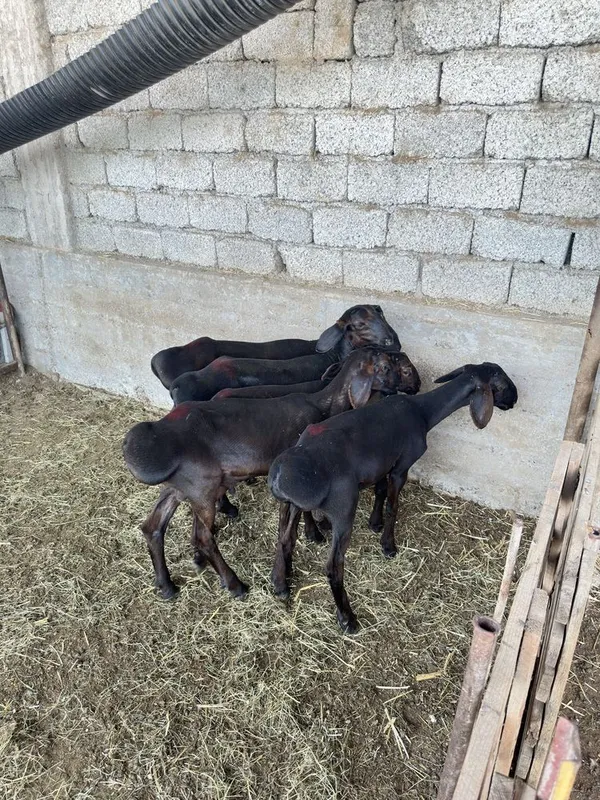 Куй кузи кучкорла сотилади 6 Куй кузи кучкорла сотилади 6