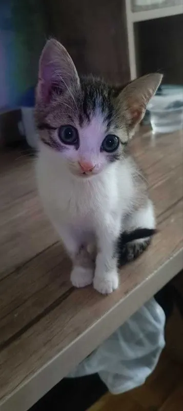Отдам котёнка в добрые руки