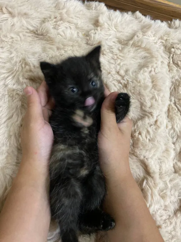 кошка 6 кошка 6