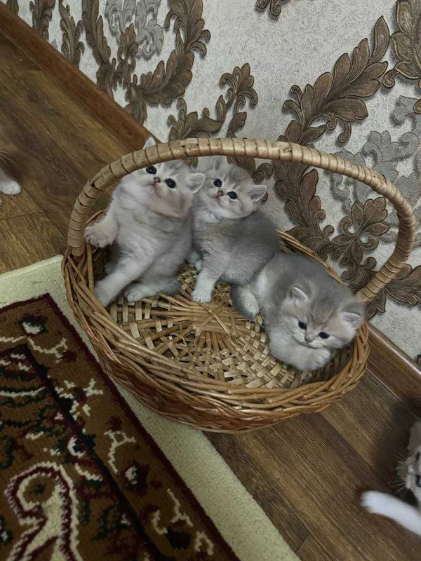Продаётся породистые котята — фото 3
