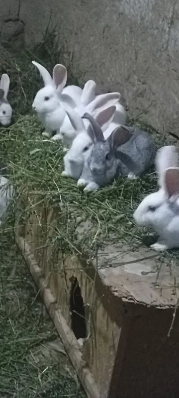 Quyonlar sotiladi soglom xikol qoni tozasi 1