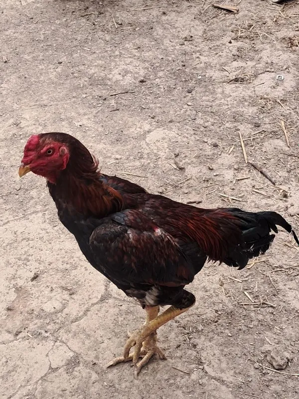 Chempen bolasi xaki urishmagan 1