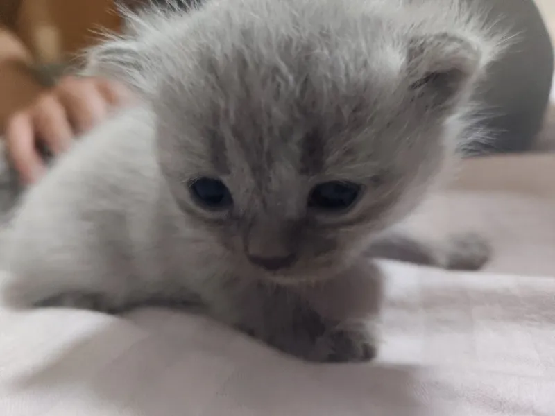 Scottish fold 6 ta bolalari qiz oʻgʻil aralash , 10 mayda tugʻilgan 2 Scottish fold 6 ta bolalari qiz oʻgʻil aralash , 10 mayda tugʻilgan 2