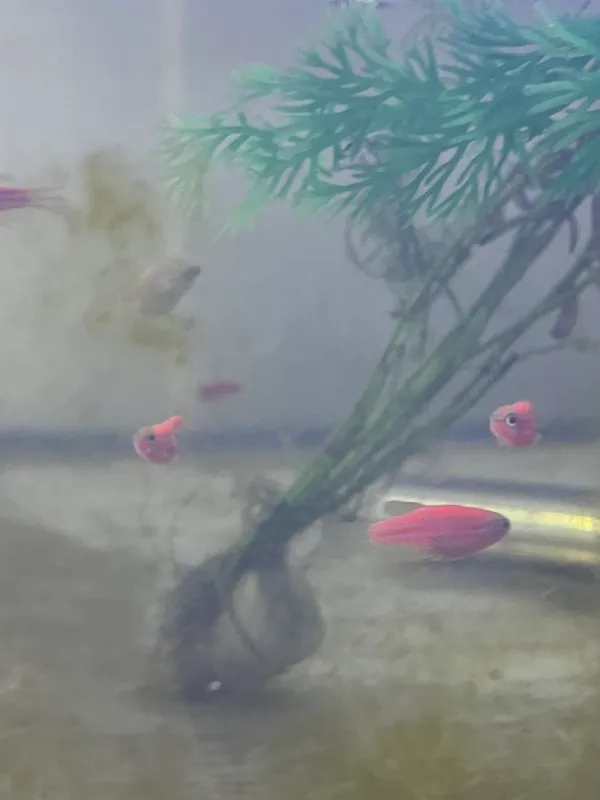 Danio baliqlari akvariumniy 10.000 sum donasi — фото 3