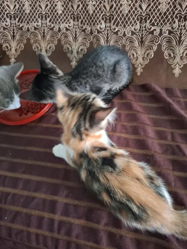 Отдам котят в хорошие руки 4