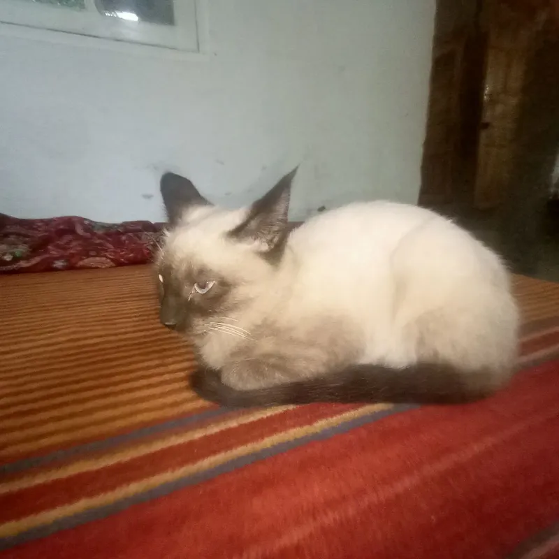 Продаётся котёнок сиамской кошки (мал)
